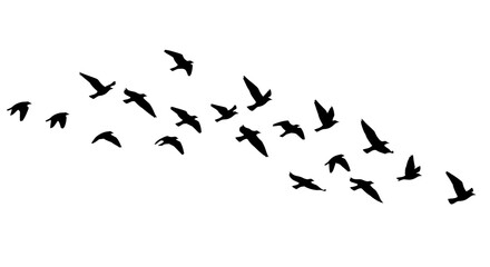 Silhouette of a flock of birds flying in formation against a white background.