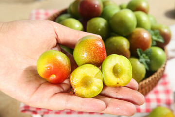 Fresh Ripe Plums in Hands - Organic Stone Fruit with Red and Green Flesh