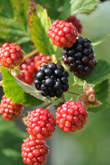 Brombeere,  Dornlose, Chester Thornless,  Rubus fruticosus, Beerenobst, Obst
