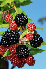 Brombeere,  Dornlose, Chester Thornless,  Rubus fruticosus, Beerenobst, Obst