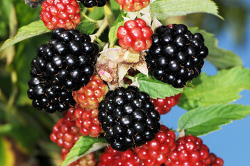 Brombeere,  Dornlose, Chester Thornless,  Rubus fruticosus, Beerenobst, Obst