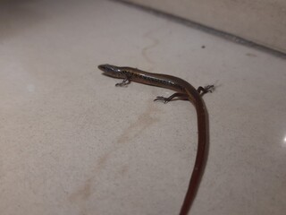 Baby Bronze grass skink on tiles floor. Its common names  bronze mabuya, speckled forest skink and Eutropis macularia. It is a species of skink found in South and Southeast Asia.