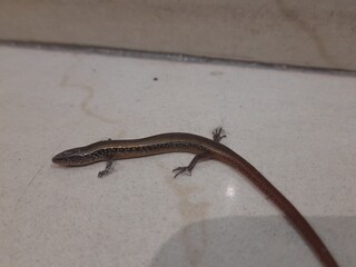 Baby Bronze grass skink on tiles floor. Its common names  bronze mabuya, speckled forest skink and Eutropis macularia. It is a species of skink found in South and Southeast Asia.