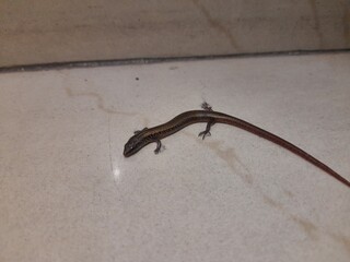 Baby Bronze grass skink on tiles floor. Its common names  bronze mabuya, speckled forest skink and Eutropis macularia. It is a species of skink found in South and Southeast Asia.