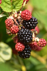 Brombeere,  Dornlose, Chester Thornless,  Rubus fruticosus