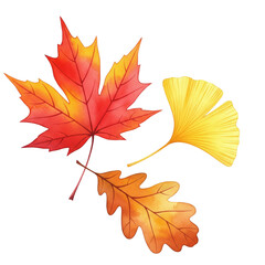 Fototapeta premium Autumn leaves watercolor painting PNG transparent isolated fall foliage collection maple oak art set