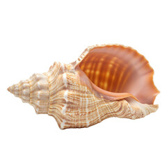 Realistic seashell conch shell PNG transparent isolated sea ocean beach summer nature decoration