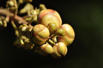 Couroupita guianensis cannon ball tree
