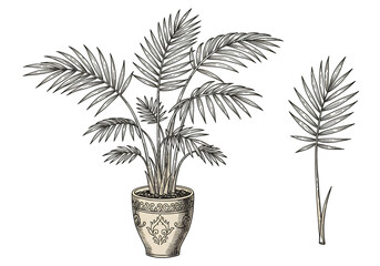 Illustration Of Decorative Palm Tree With Leafy Branches In Brown Color Against Black Background