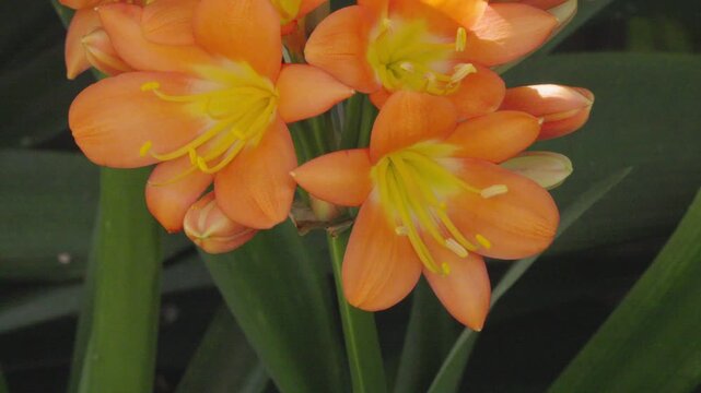 Vibrant Clivia flowers in full bloom, showcasing striking orange umbels amid lush foliage. Filmed in Hermanus, Whale Coast, Overberg, Western Cape, South Africa&rsquo;s indigenous gardens.