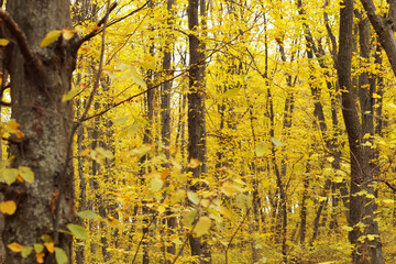 Scenic autumn forest with trees covered in golden yellow leaves. Bright fall foliage creating a natural seasonal background.