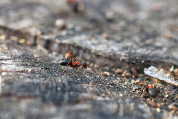 Two Red Wood Ant walking on wooden log closeup