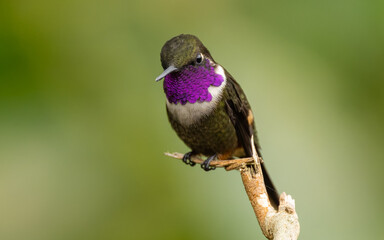 Purpurkehl-Sternkolibri oder Mitchellkolibri (Calliphlox mitchellii,