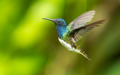 Weißnackenkolibri (Florisuga mellivora) oder Jakobinerkolibri
