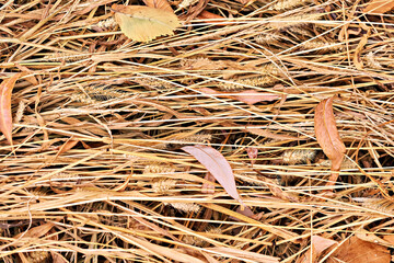 Dried autumn leaves together with dried yellow grass close-up. Background of autumn leaves