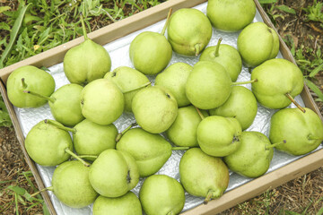 Fresh Green Pears in Wooden Crate After Picking - Shaanxi Orchard First Harvest