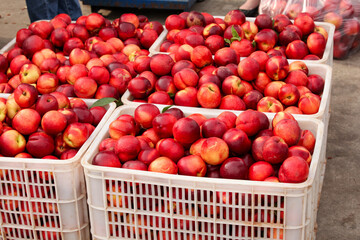 Fresh Red Nectarines in Market Crates - Ripe Stone Fruit Harvest Display