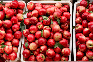 Fresh Red Nectarines in Market Crates - Dalian Orchard Stone Fruit Harvest Display