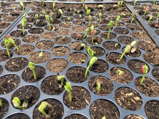 Agriculture is the science, art, and practice of cultivating soil, growing crops, and raising...