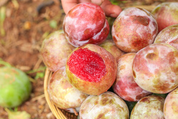 Fresh Red Plums in Wicker Basket - Ripe Stone Fruit with Vibrant Pink Flesh