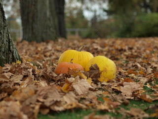 Pumpkins on fallen leaves, autumn forest