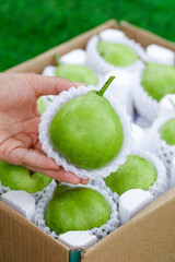 Fresh Shaanxi Pears in Hand - First Harvest Crisp Green Fruit Crop from China