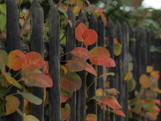 Cute wooden fence, Germany, autumn