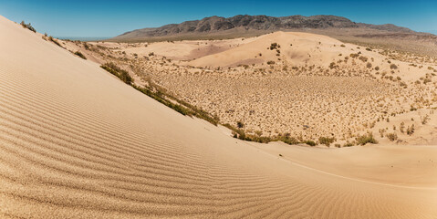 Scenic view of windswept sand dunes with sparse vegetation under clear blue sky in desert environment