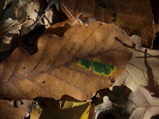 A fallen oak leaf, close up