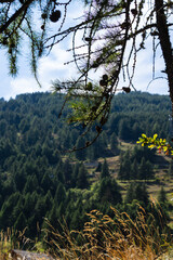 Mountain landscape with pine trees and blue sky in Pragelato