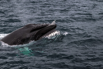 Obraz premium whale blowing of water vapour into the air and showing tooth.