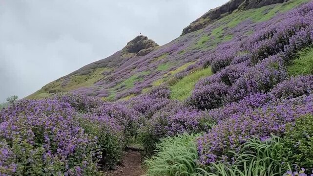 Karvi (Strobilanthes callosa) unique flowers sway gently in the mountain wind, painting the slopes with delicate purple hues from the Shyadri Western Ghat, Maharashtra