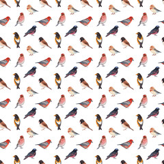 Watercolor seamless pattern with winter birds including black-capped chickadee, evening grosbeak, hoary redpoll, eastern bluebird, and white-winged crossbill, hand-painted. Perfect for wrapping paper,