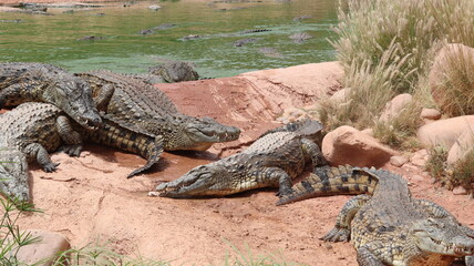 Group of Nile crocodiles basking on a riverbank by a green pond – dangerous reptile wildlife with armored scales, teeth and tails; gator/caiman family resting