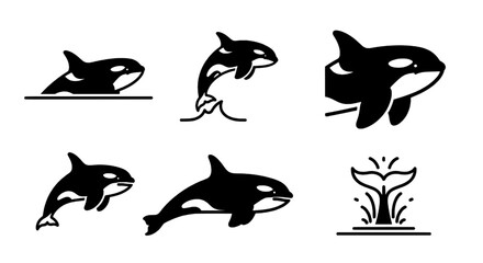 Obraz premium Orca Illustrations A Variety of Killer Whale Poses and Tail Icon for Marine Life Designs