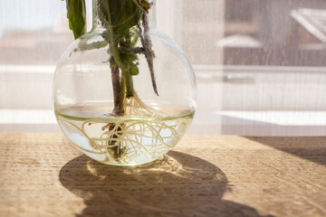Rooting plants in a glass vase on a wooden table background, ready for potting, multiplying plants concept