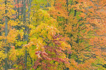Autumn landscape of lightly snow flocked woods with maples, Hiawatha National Forest, Michigan's Upper Peninsula, USA