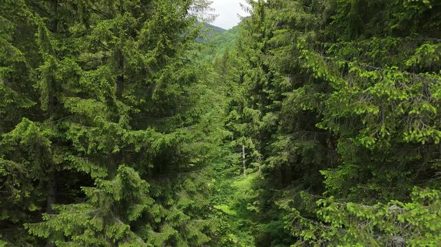 Aerial view over lush green valleys and dense forests in Ciucas Mountains, Romania, with dramatic summer light and first ridges under cloudy sky