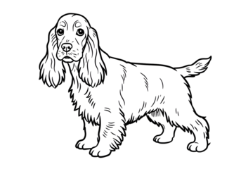 Cocker Spaniel Isolated Line Art Illustration on Transparent Background