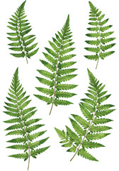 Illustration of Green Ferns on Transparent Black Background