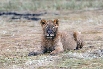 Cute lion cub in the Savannah in Masai Mara National Park, Kenya