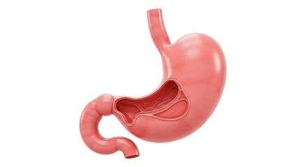 Human Stomach Anatomy: Cross-Section Illustration
