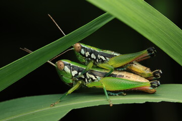 Small Chinese Rice Grasshopper (Oxya chinensis) of the family Acrididae in the process of mating on a plant stem. This species is an important agricultural pest of rice and grass crops,