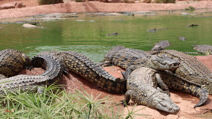 Group of Nile crocodiles basking on a riverbank by a green pond – dangerous reptile wildlife with armored scales, teeth and tails; gator/caiman family resting