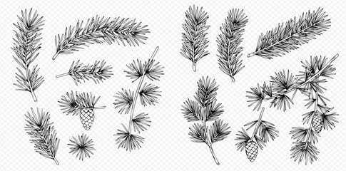 Hand-drawn collection of various coniferous tree branches and pine cones in black and white line art style.