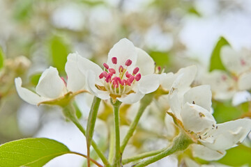  Bright white apple tree blossom with pink stamens, selective focus with bokeh background - Malus domestica 