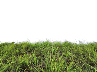 Vibrant Green Grass: A lush expanse of bright green grass flourishes, showcasing the beauty and simplicity of nature, with the grass blades appearing fresh and lively.