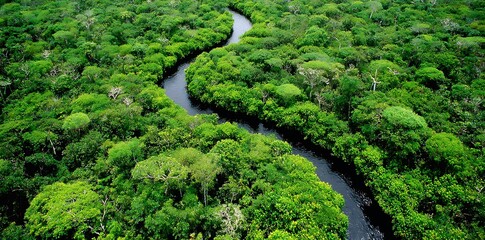 Green beautiful amazonian jungle landscape with trees and river, drone view