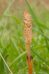 Macro of a flower of a field horstail plant surrounded by graqss blqdes - Equisetum arvense 