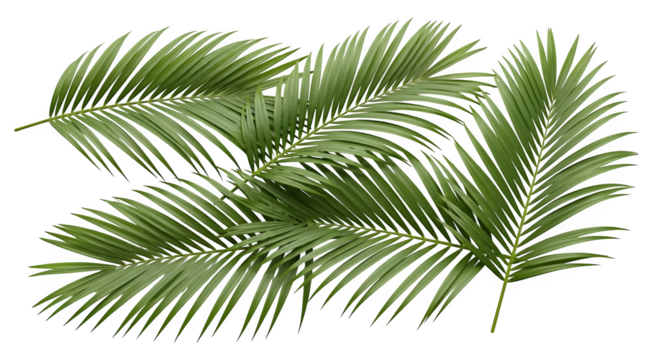 Palm fronds create a tropical, isolated arrangement on black.  A versatile photo for summer designs, exotic branding, and themed video backdrops.